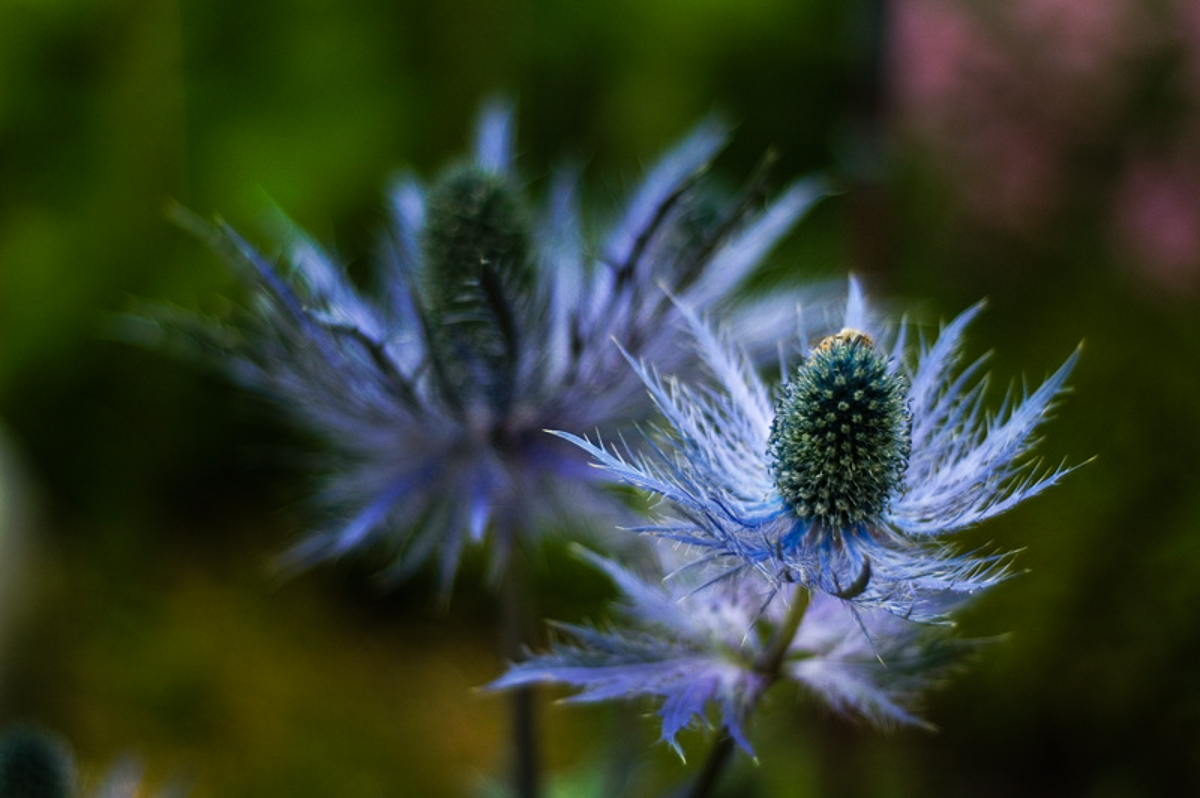 Ice Thistle - AaronSpruit